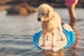 One poodle dog stand on surf board Royalty Free Stock Photo