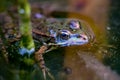 One pool frog Pelophylax lessonae is swimming in Lausanne, Switzerland. Royalty Free Stock Photo