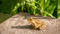 One pool frog sitting on ground in natural habitat. Pelophylax lessonae. European frog Royalty Free Stock Photo