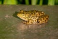 One pool frog sitting on ground in natural habitat. Pelophylax lessonae. European frog Royalty Free Stock Photo