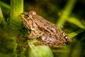 One pool frog is sitting on leaf. Pelophylax lessonae. European frog