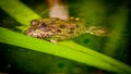 One pool frog is sitting on leaf. Pelophylax lessonae. European frog