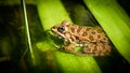 One pool frog is sitting on leaf. Pelophylax lessonae. European frog