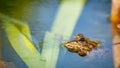 One pool frog is swimming in the vegetation area. Pelophylax lessonae Royalty Free Stock Photo