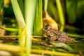 One pool frog is swimming in the vegetation area. Pelophylax lessonae Royalty Free Stock Photo