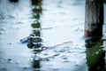 One pool frog is swimming in water. Pelophylax lessonae in the vegetation area. European frog Royalty Free Stock Photo