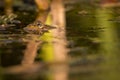 One pool frog is swimming in water. Pelophylax lessonae in the vegetation area. European frog Royalty Free Stock Photo