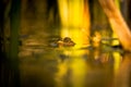 One pool frog is swimming in water. Pelophylax lessonae in the vegetation area. European frog Royalty Free Stock Photo