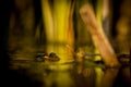 One pool frog is swimming in water. Pelophylax lessonae in the vegetation area. European frog Royalty Free Stock Photo