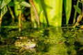 One pool frog in water in natural habitat. Pelophylax lessonae. European frog Royalty Free Stock Photo