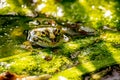 One pool frog in water in natural habitat. Pelophylax lessonae. European frog Royalty Free Stock Photo