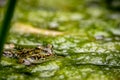 One pool frog in water in natural habitat. Pelophylax lessonae. European frog Royalty Free Stock Photo