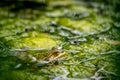 One pool frog in water in natural habitat. Pelophylax lessonae. European frog Royalty Free Stock Photo