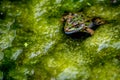 One pool frog in water in natural habitat. Pelophylax lessonae. European frog Royalty Free Stock Photo
