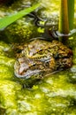 One pool frog in water in natural habitat. Pelophylax lessonae. European frog Royalty Free Stock Photo