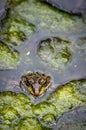 One pool frog in water in natural habitat. Pelophylax lessonae. European frog Royalty Free Stock Photo