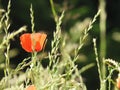 One poppy in field in Switzerland