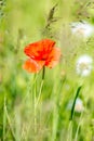 One poppy flower in a wild meadow.  Nature wallpaper Royalty Free Stock Photo