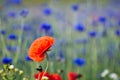 One poppy focused in a cornflower field