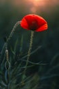 One Poppy Glowing in Warm Evening Sun Royalty Free Stock Photo