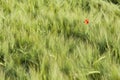 One poppy on a green field of weat Royalty Free Stock Photo