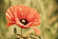 One poppy in meadow in old vitnage retro colours