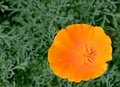 One poppy orange flower.