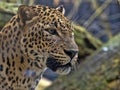 Portrait of male Persian Leopard, Panthera pardus saxicolor Royalty Free Stock Photo