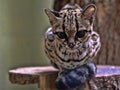 Portrait of a rare South American Margay, Leopardus wiedii