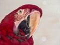 Portrait of Red-blue-and-Green Macaw, Ara chloroptera in zoo Jihlava Royalty Free Stock Photo