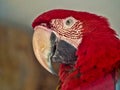 Portrait of Red-blue-and-Green Macaw, Ara chloroptera in zoo Jihlava Royalty Free Stock Photo