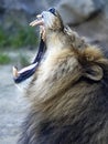 Portrait of a roaring large male Barbara Lion, Panthera leo leo