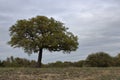One post oak tree Royalty Free Stock Photo