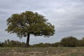 One post oak tree