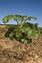 One potato plant against blue sky