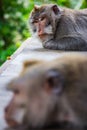 One pouting monkey gives another the silent treatment