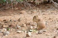 One prairie dog sitting in dirt eating vegetables