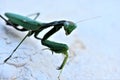 Praying mantis on concrete wall