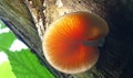 The beautiful Wrinkled Peach Mushroom.