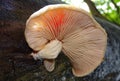 The beautiful Wrinkled Peach Mushroom.