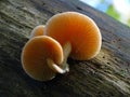 The beautiful Wrinkled Peach Mushroom.