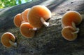 The beautiful Wrinkled Peach Mushroom.