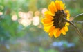 One Pretty Sunflower with Light Orbs in the Background Bokeh with room or space for copy, text or your words. A wide horizontal b