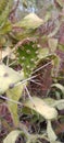Prickly pear cactus green plant