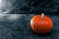 One pumpkin squash on the dark black blue textured copy space background halloween Royalty Free Stock Photo