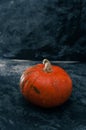 One pumpkin squash on the dark black blue textured copy space background halloween Royalty Free Stock Photo