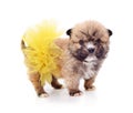 One puppy in a ballerina skirt Royalty Free Stock Photo