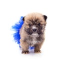 One puppy in a ballerina skirt Royalty Free Stock Photo