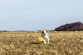 One puppy dog is running over a meadow Royalty Free Stock Photo