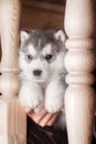 One puppy dog of siberian husky breed on wooden floor